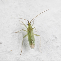 Blepharidopterus angulatus