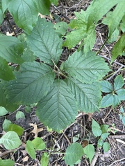 Parthenocissus inserta