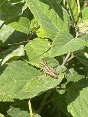 Melanoplini