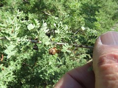 Tanaostigmodes howardii