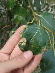 Thecabius populimonilis