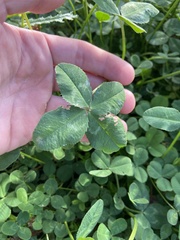 Trifolium repens