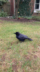 Corvus