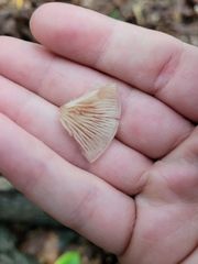 Clitocybe fragrans