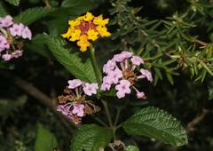 Lantana