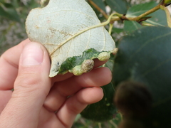 Thecabius populimonilis