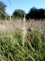 Bothriochloa laguroides