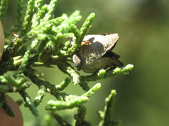 Walshomyia juniperina