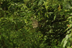 Polybia occidentalis