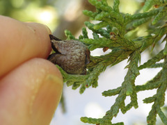 Walshomyia juniperina