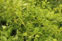 Adelpha iphicleola iphicleola