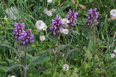 Betonica hirsuta
