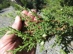 Juniperus arizonica