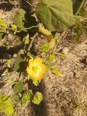 Abutilon grandifolium