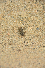 Cicindela oregona