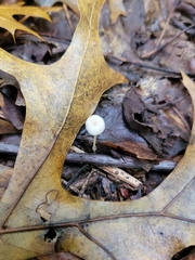 Marasmius capillaris