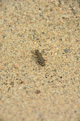 Cicindela oregona