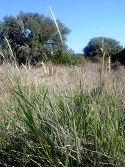 Bothriochloa laguroides
