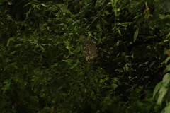 Polybia occidentalis