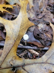 Marasmius capillaris