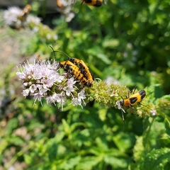 Chauliognathus basalis