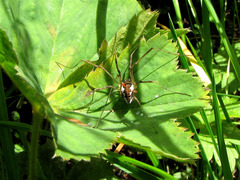 Trombidium holosericeum