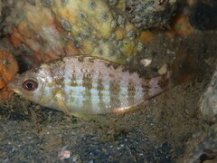 Spondyliosoma cantharus