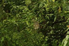 Polybia occidentalis