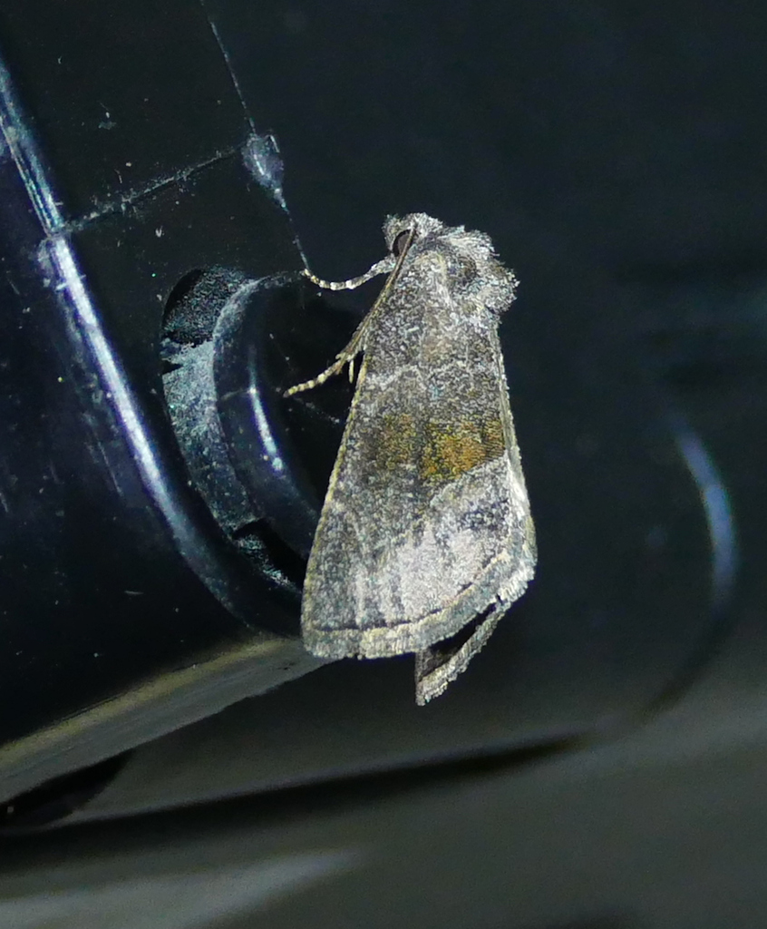 Plagiomimicus manti
