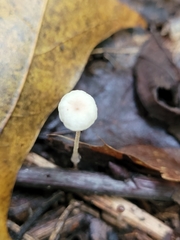 Marasmius capillaris