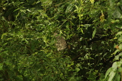 Polybia occidentalis