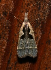 Dichomeris setosella