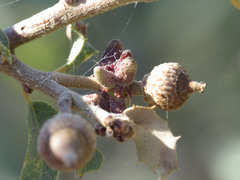 Disholcaspis pedunculoides