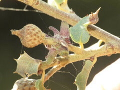 Disholcaspis pedunculoides