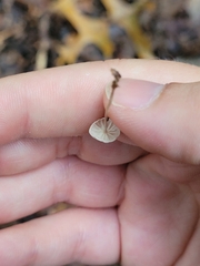 Marasmius capillaris