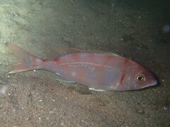 Pagellus erythrinus