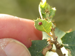 Xanthoteras eburneum