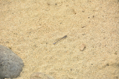 Argia emma