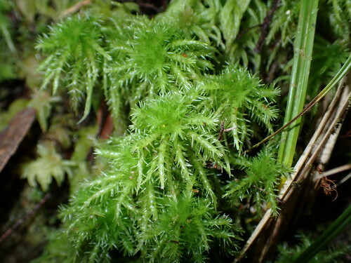 Image of Sphagnum strictum by (c) Justine Faure, some rights reserved (CC BY)