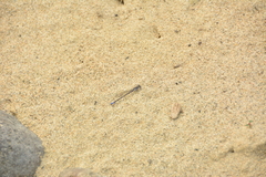Argia emma