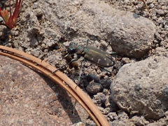 Cicindela oregona oregona