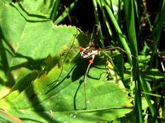 Trombidium holosericeum