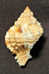 Phyllonotus pomum
