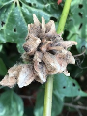 Ampelomyia vitiscoryloides