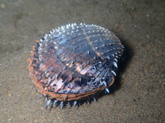 Acanthocardia aculeata