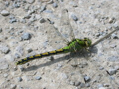 Ophiogomphus cecilia