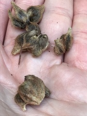 Ampelomyia vitiscoryloides