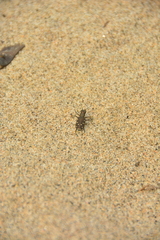 Cicindela oregona