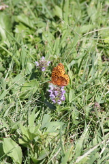 Boloria bellona