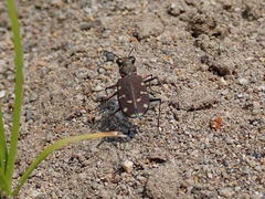 Cicindela oregona oregona